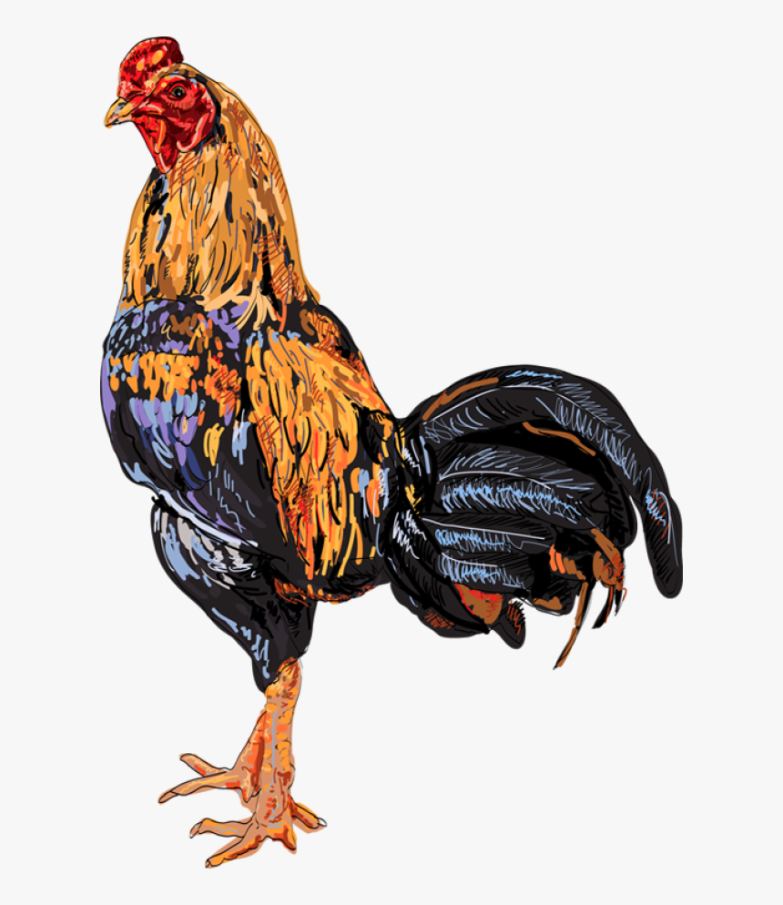 Quality Clip Art Of Animals That Live On A Farm - Thai Rooster Color Vector, HD Png Download, Free Download