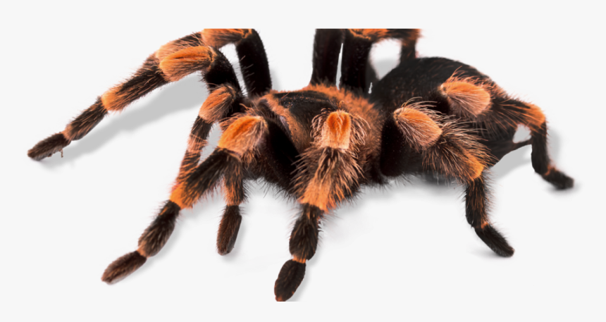 Tarantula No Background, HD Png Download, Free Download