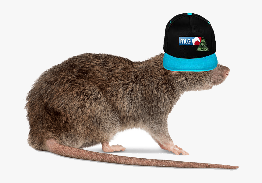 Rat Image Hd Png, Transparent Png, Free Download