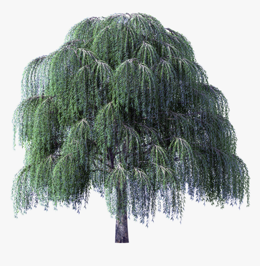 Willow Png - Weeping Willow Tree Transparent Background, Png Download, Free Download