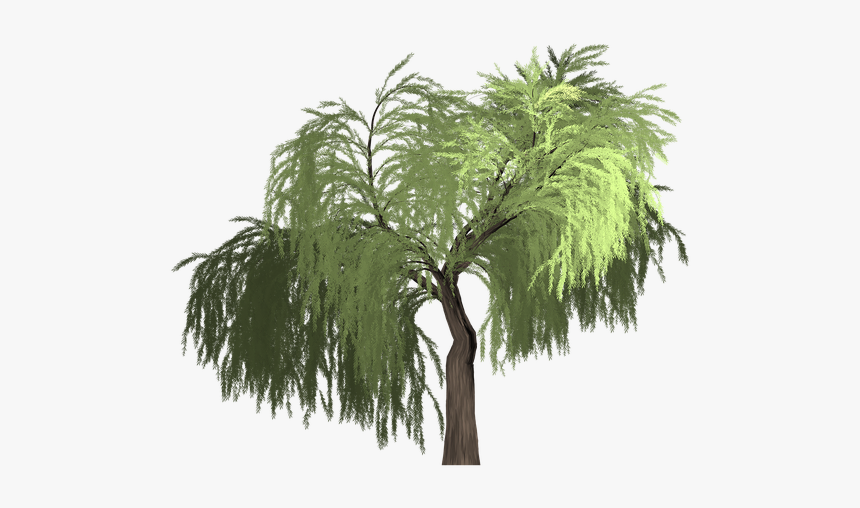 Willow, Tree, Green, Summer, Outdoor, Nature, Natural - Roystonea, HD Png Download, Free Download