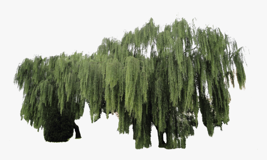 Weeping Willow Plant Cut-out By Simbores - Transparent Background Willow Tree Png, Png Download, Free Download