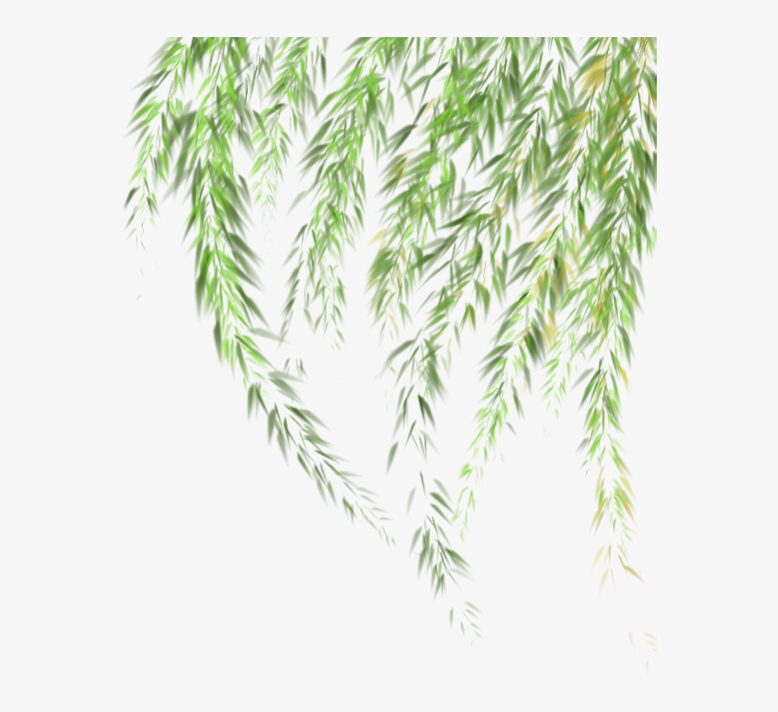 Transparent Willow Tree Clipart - Leaves Of Grass Png, Png Download, Free Download