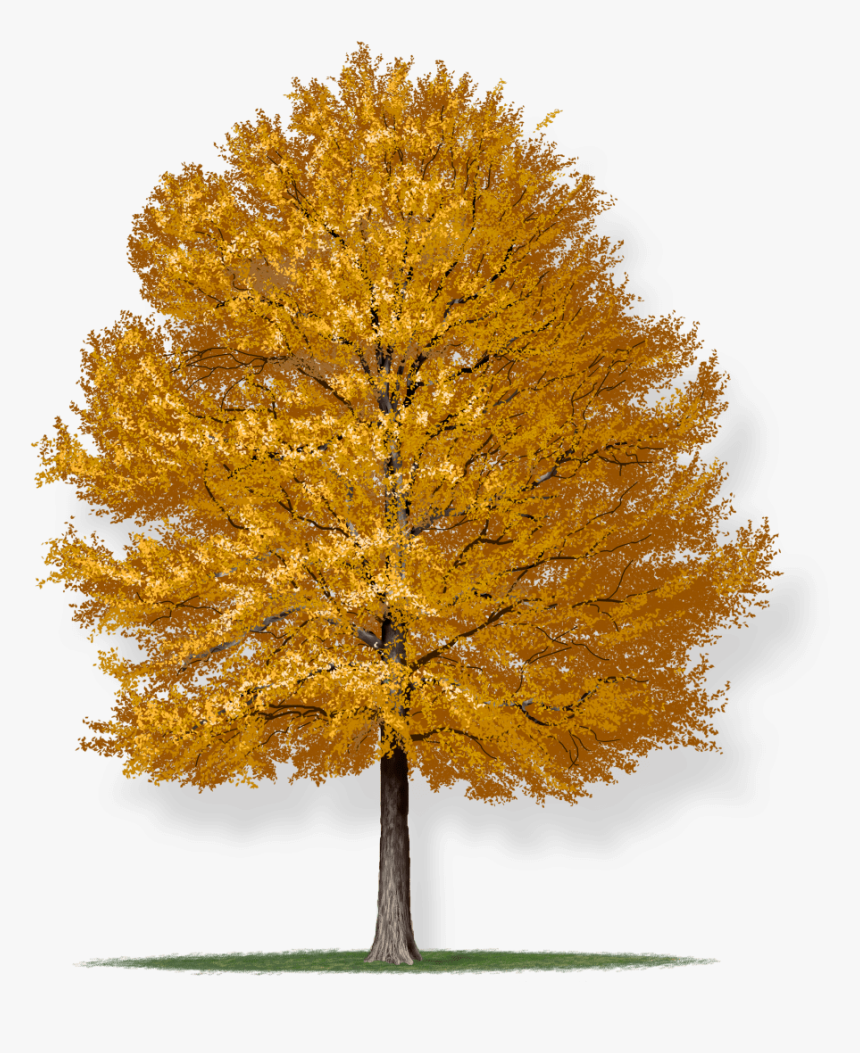 Quercus Phellos Willow Oak, HD Png Download, Free Download