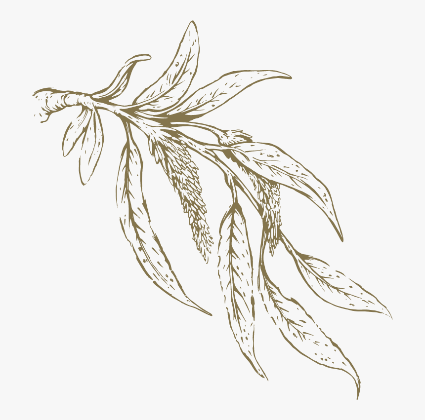Willow Drawing Leaf Transparent Png Clipart Free Download - White Willow Herb Drawing, Png Download, Free Download