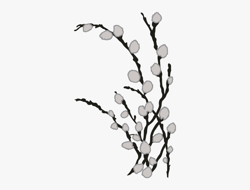 Pussy Willows Images Black And White, HD Png Download, Free Download