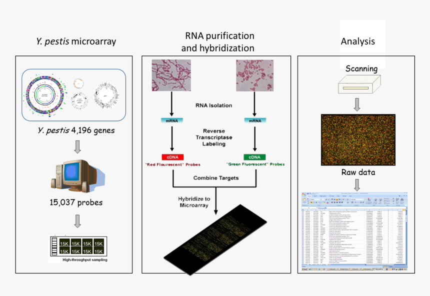 Pic2 - Microarray Application In Cancer, HD Png Download, Free Download