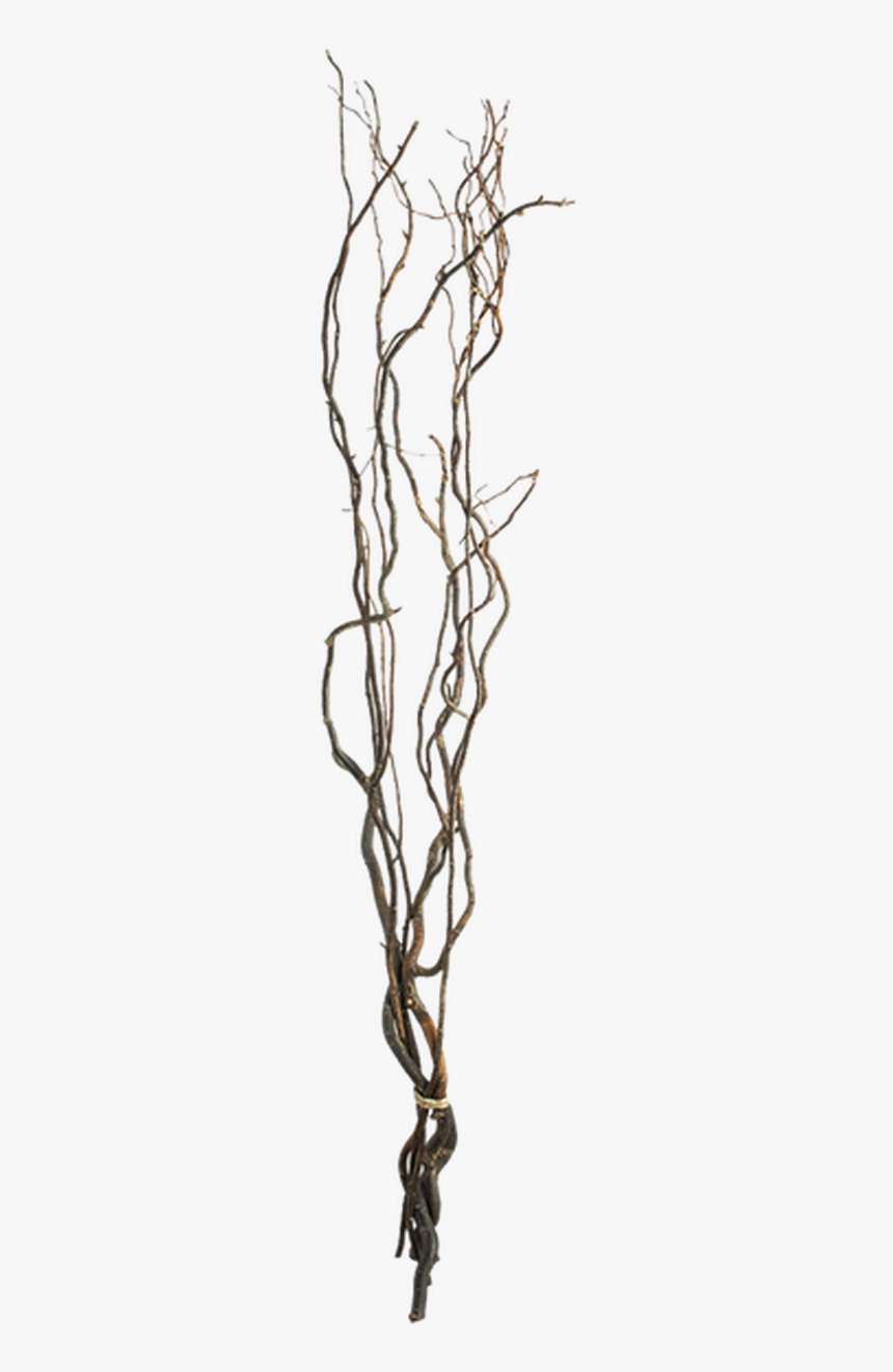 Transparent Willow Png - Curly Willow Branches Transparent, Png Download, Free Download