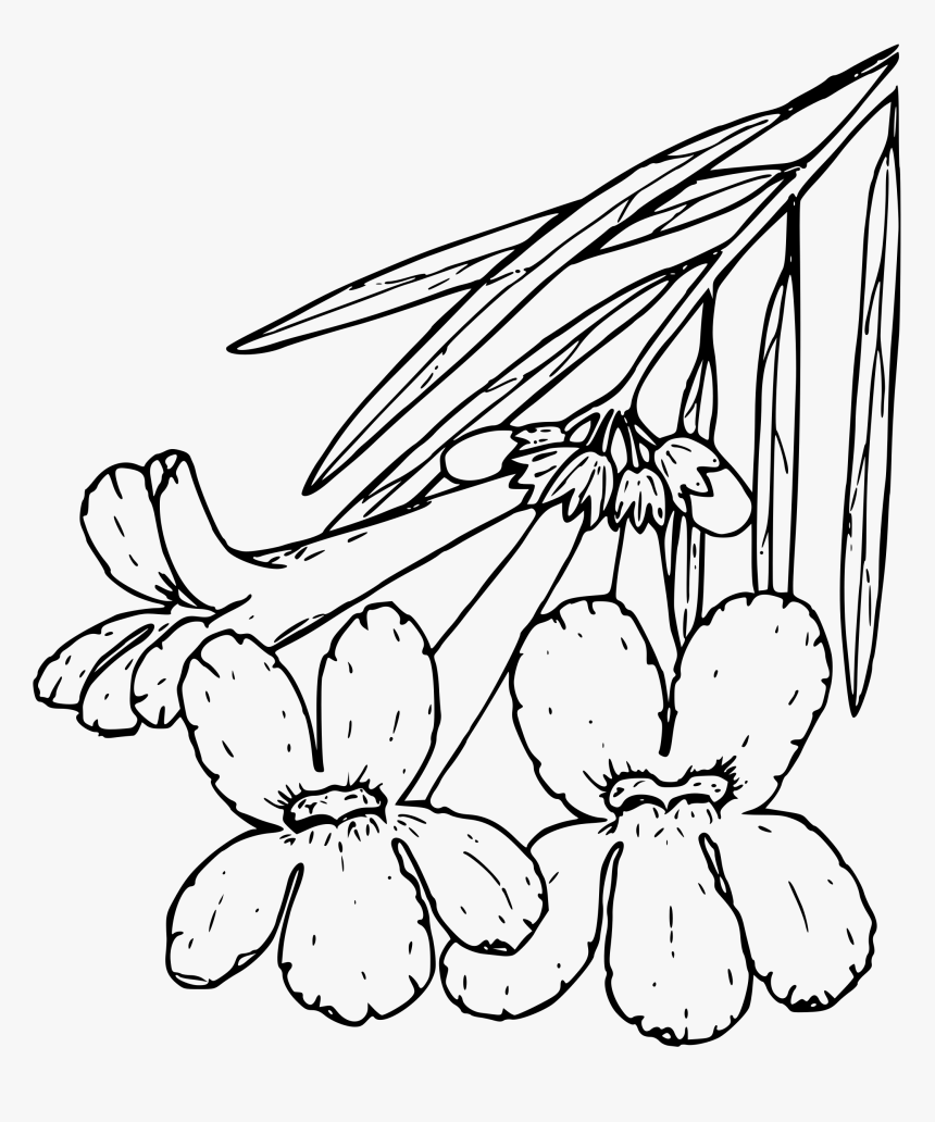 Desert Willow Clip Arts - Desert Willow Clipart, HD Png Download, Free Download
