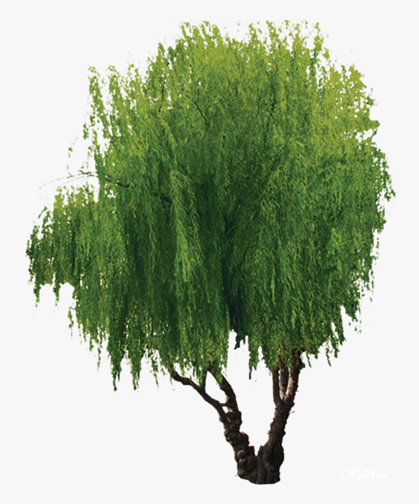 Transparent Willow Tree Clipart - Tree, HD Png Download, Free Download