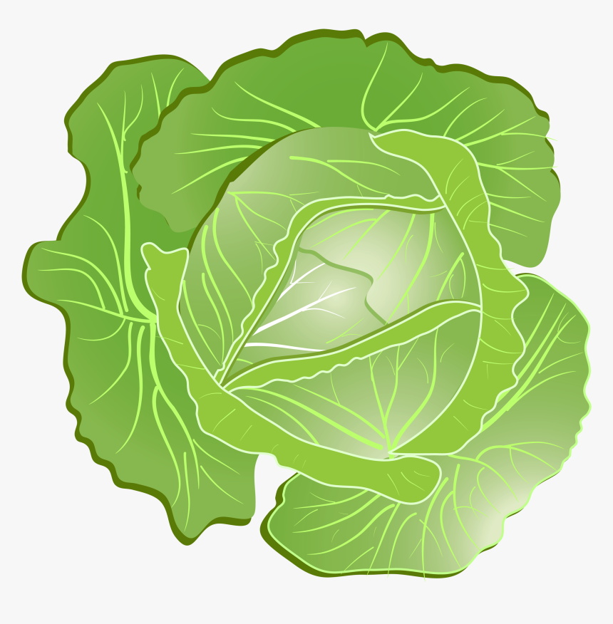 Wild Cabbage Icon - Cabbage Clipart Png, Transparent Png, Free Download