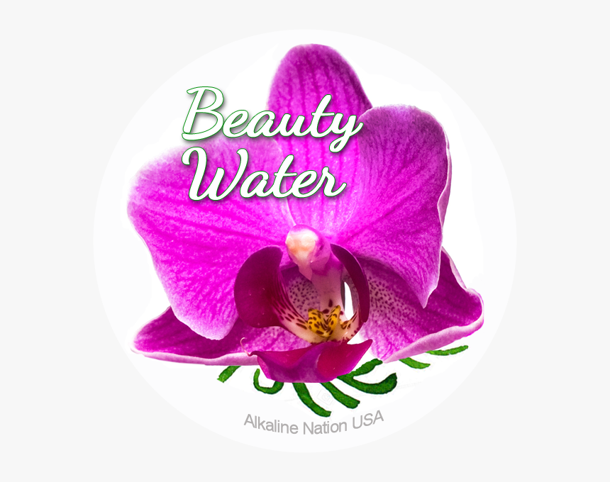 Benefits Of Kangen Water - Moth Orchid, HD Png Download, Free Download