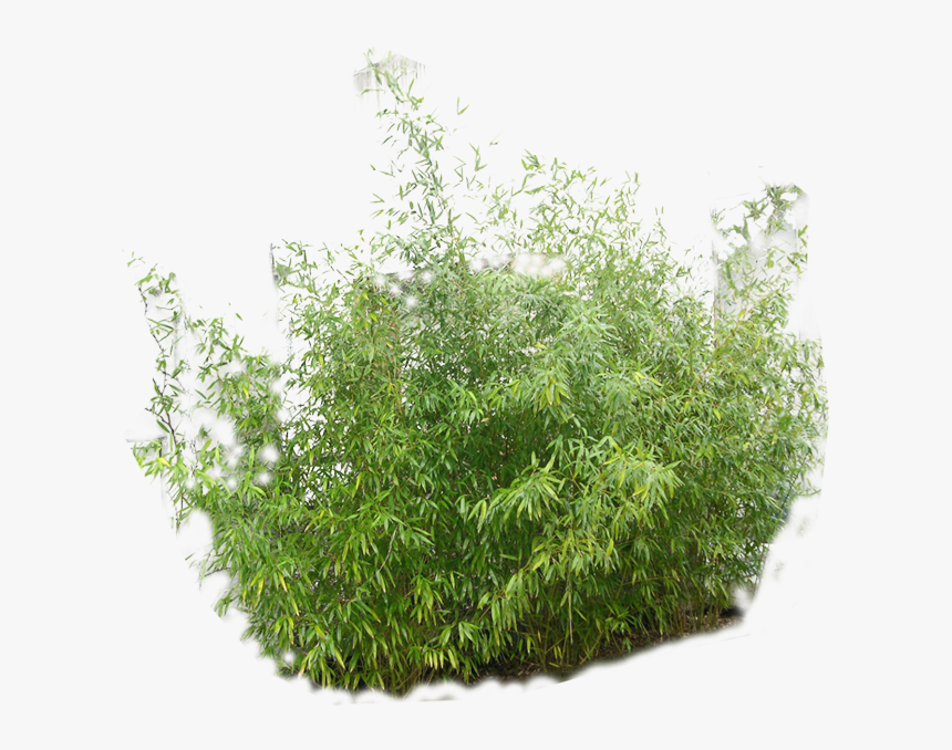 Transparent Vegetation Png, Png Download, Free Download