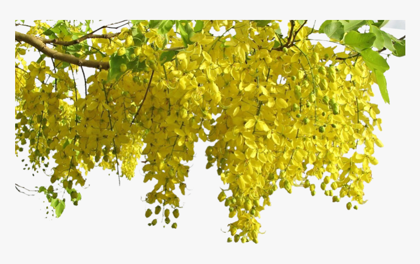 Cassia Fistula, HD Png Download, Free Download