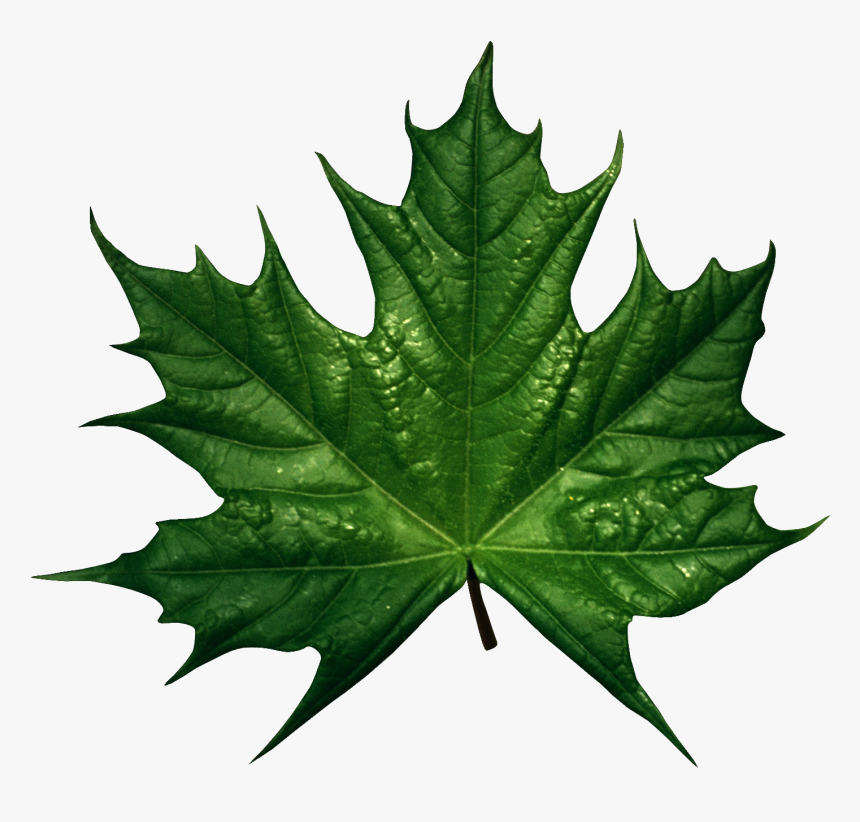 single green leaves clipart