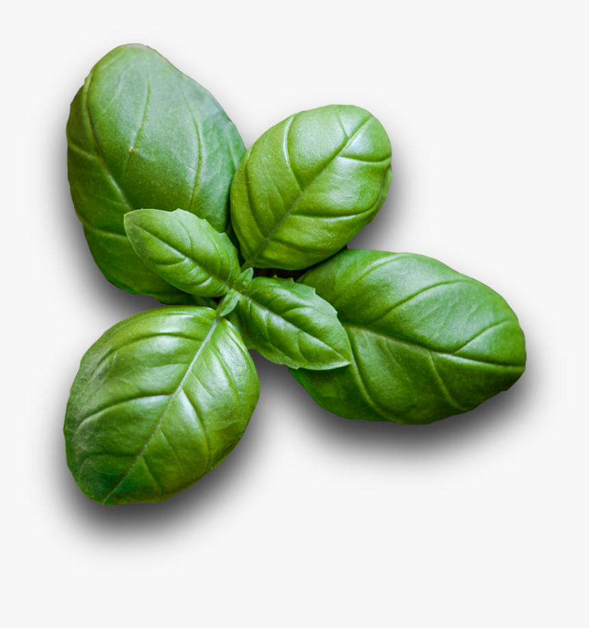 Basil Hd, HD Png Download, Free Download