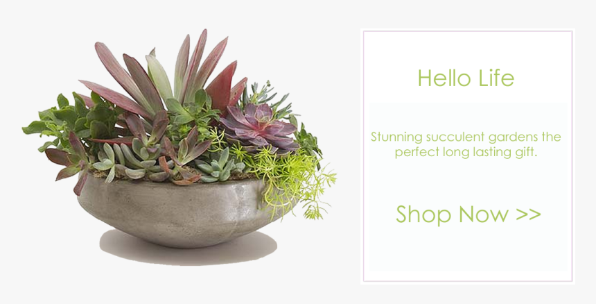 Flowerpot, HD Png Download, Free Download