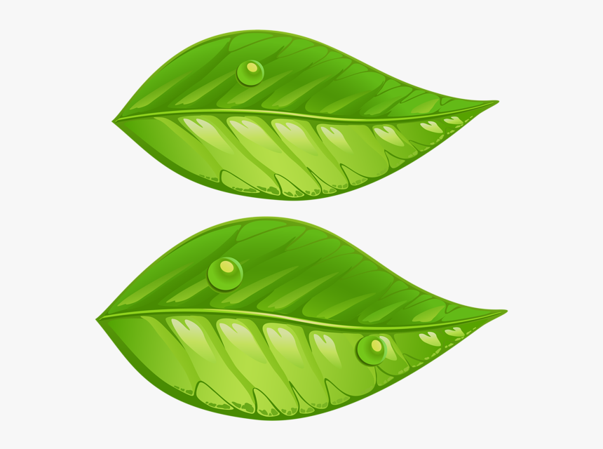 Green Leaf Leaf Illustration, HD Png Download, Free Download