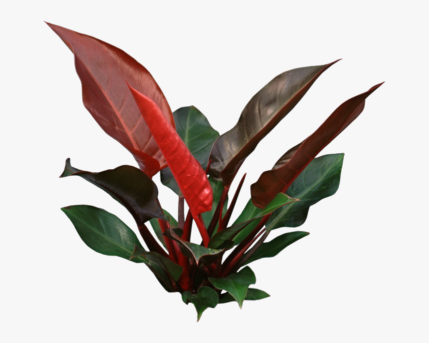 Indoor Plants Top View Png - Philodendron Red Thin Leaves, Transparent Png, Free Download