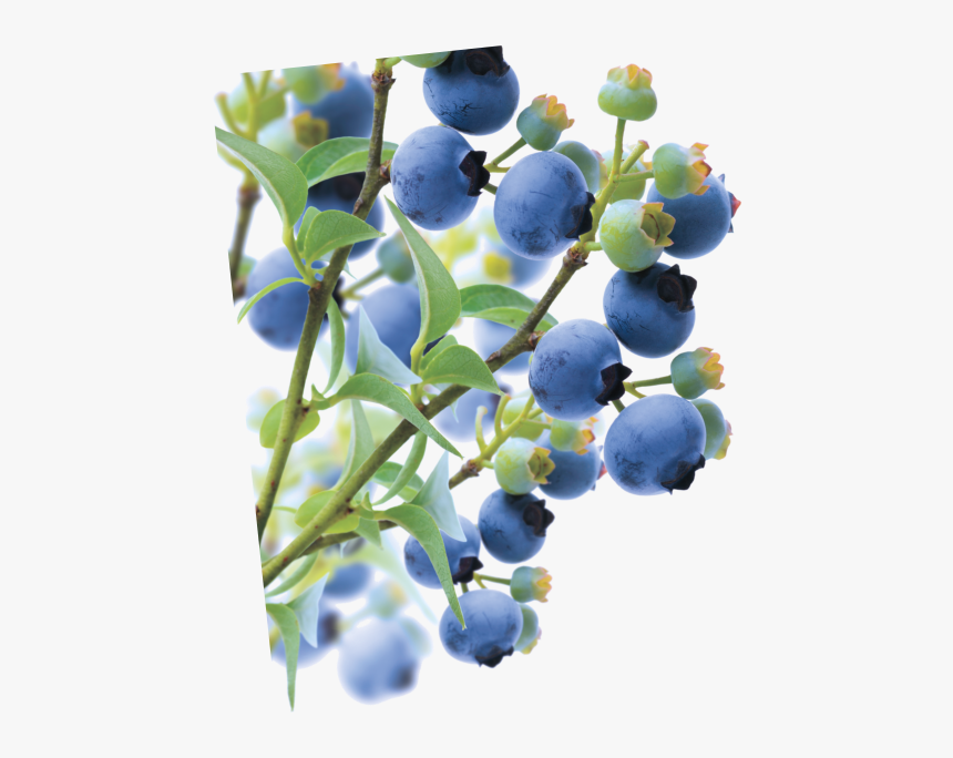 Blueberries With Branch, HD Png Download, Free Download