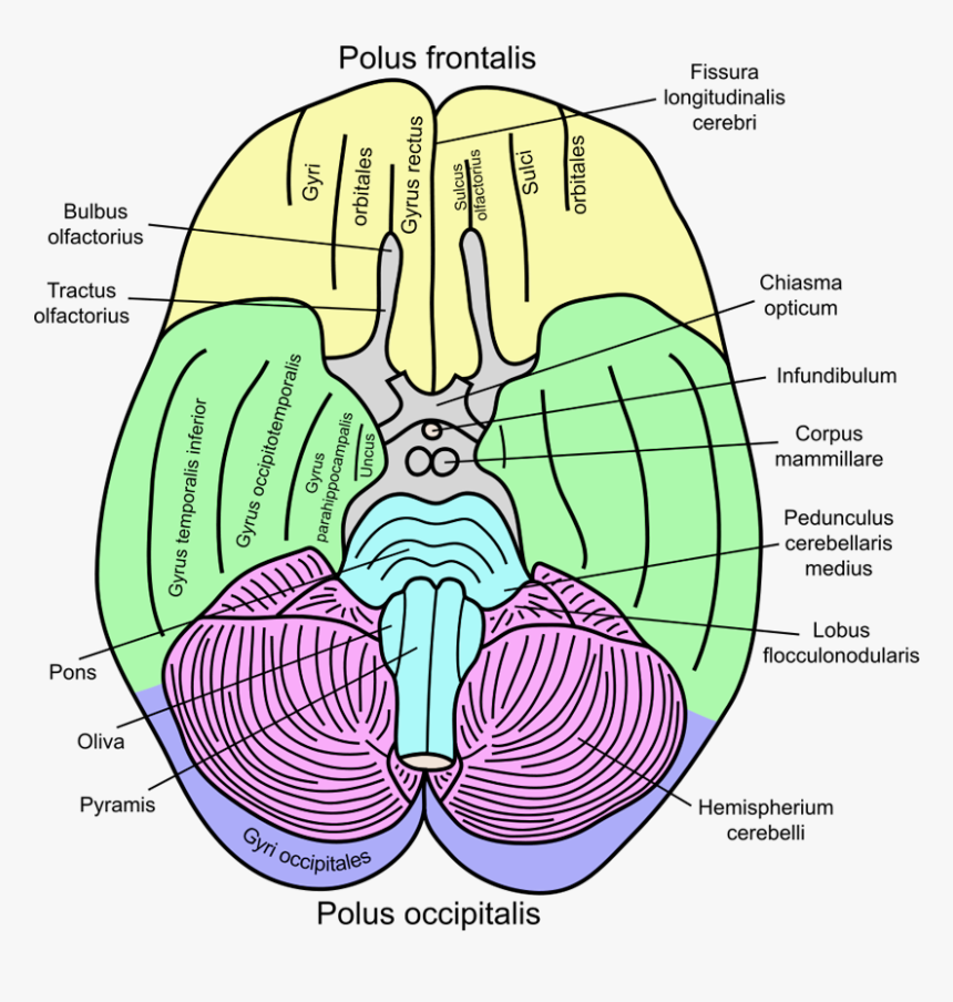 Flocculonodular Lobe, HD Png Download, Free Download