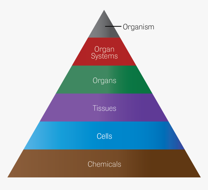 Triangle, HD Png Download, Free Download