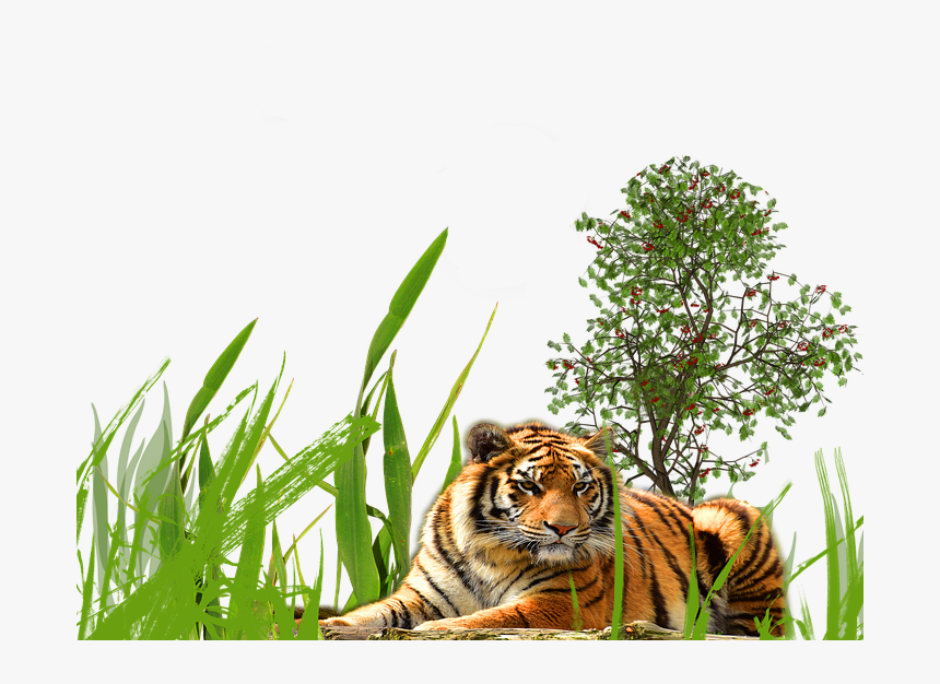 Long Grass Transparent Background Png - Tiger Background Hd Png, Png Download, Free Download