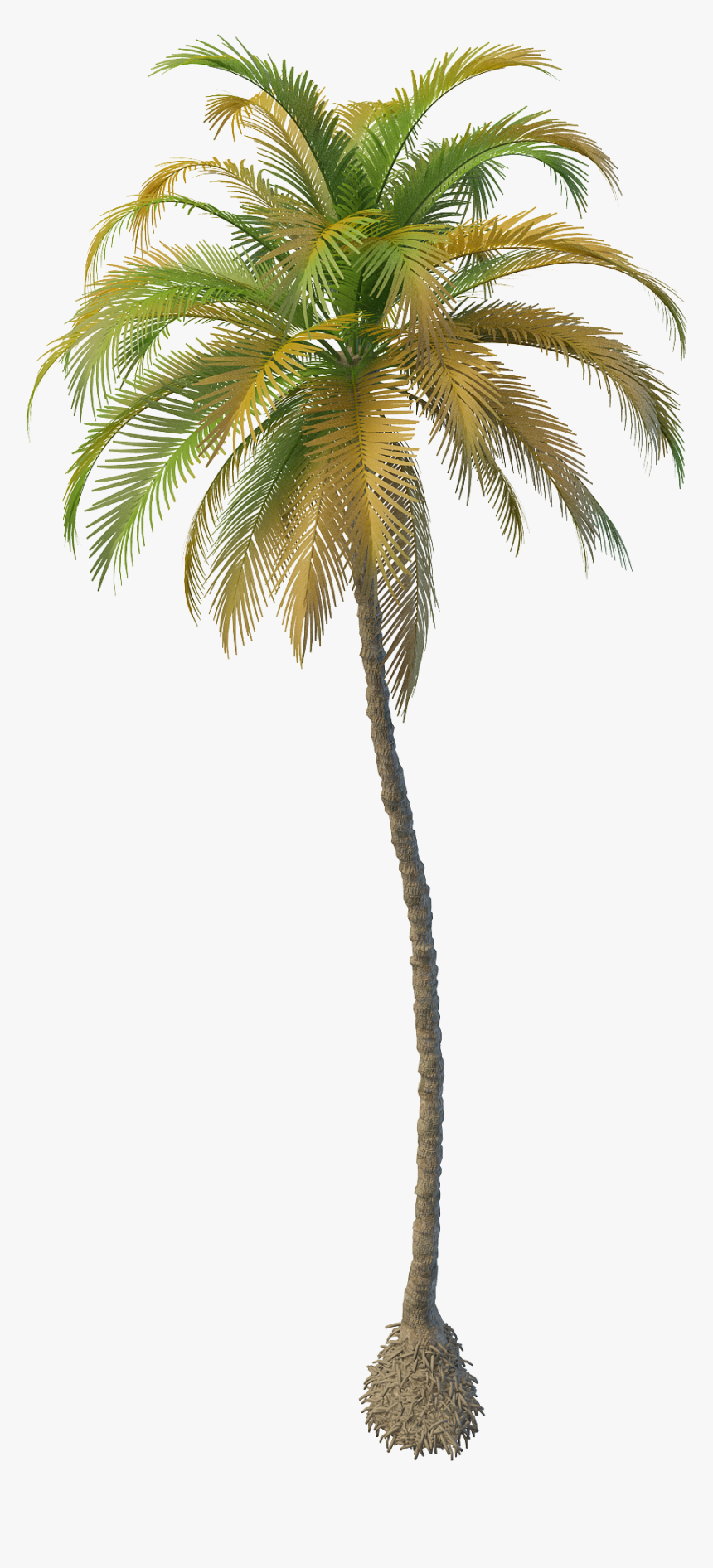 Clipart Resolution 2000*2000 - Attalea Speciosa, HD Png Download, Free Download