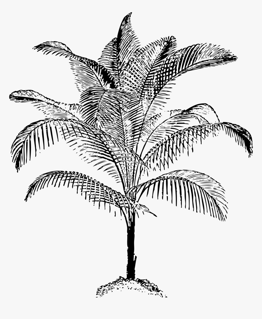 Miniature Coconut Palm Clip Arts - Palm Vector, HD Png Download, Free Download