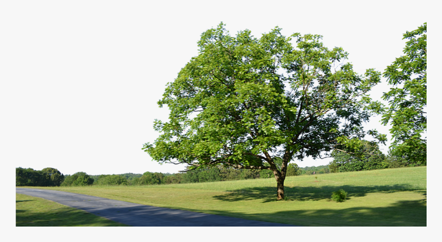 Transparent Grass Background Png - Tree Background Photoshop Png, Png Download, Free Download