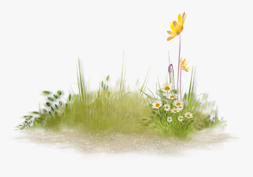 #flower #plant Grass #foreground #background #lawn - Cluster Of Plants Png, Transparent Png, Free Download