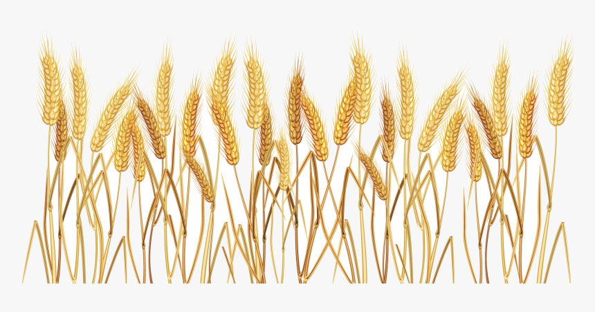 Wheat Tall Grass Transparent Background Clipart Png - Png Transparent Wheat Transparent Background, Png Download, Free Download