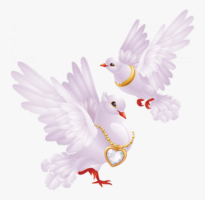 Now You Can Download Pigeon Png In High Resolution - Good Evening Beautiful Lovely, Transparent Png, Free Download