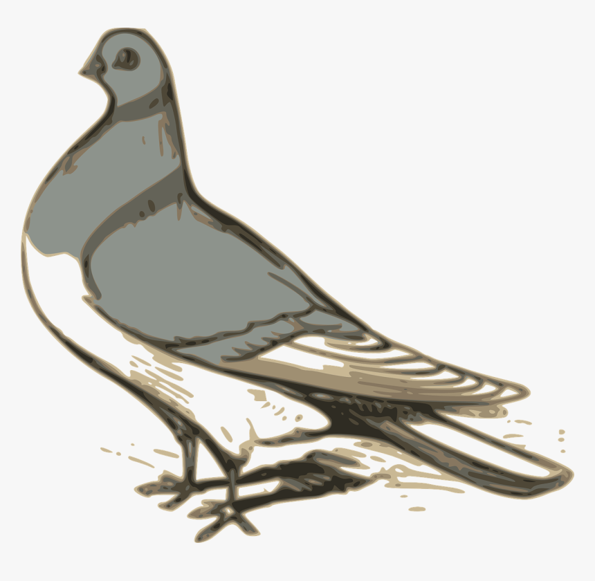 Pigeon Svg Clip Arts - Pigeon Cilipart, HD Png Download, Free Download