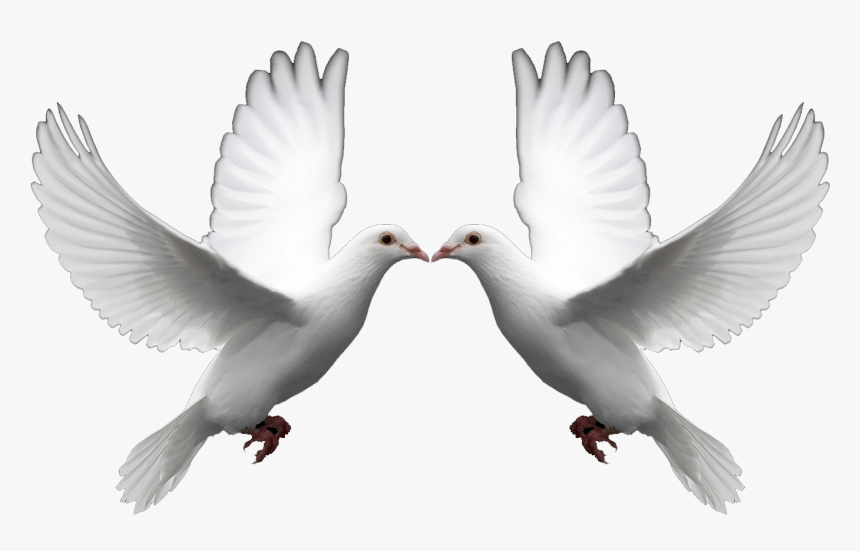 White Dove Without Background, HD Png Download, Free Download