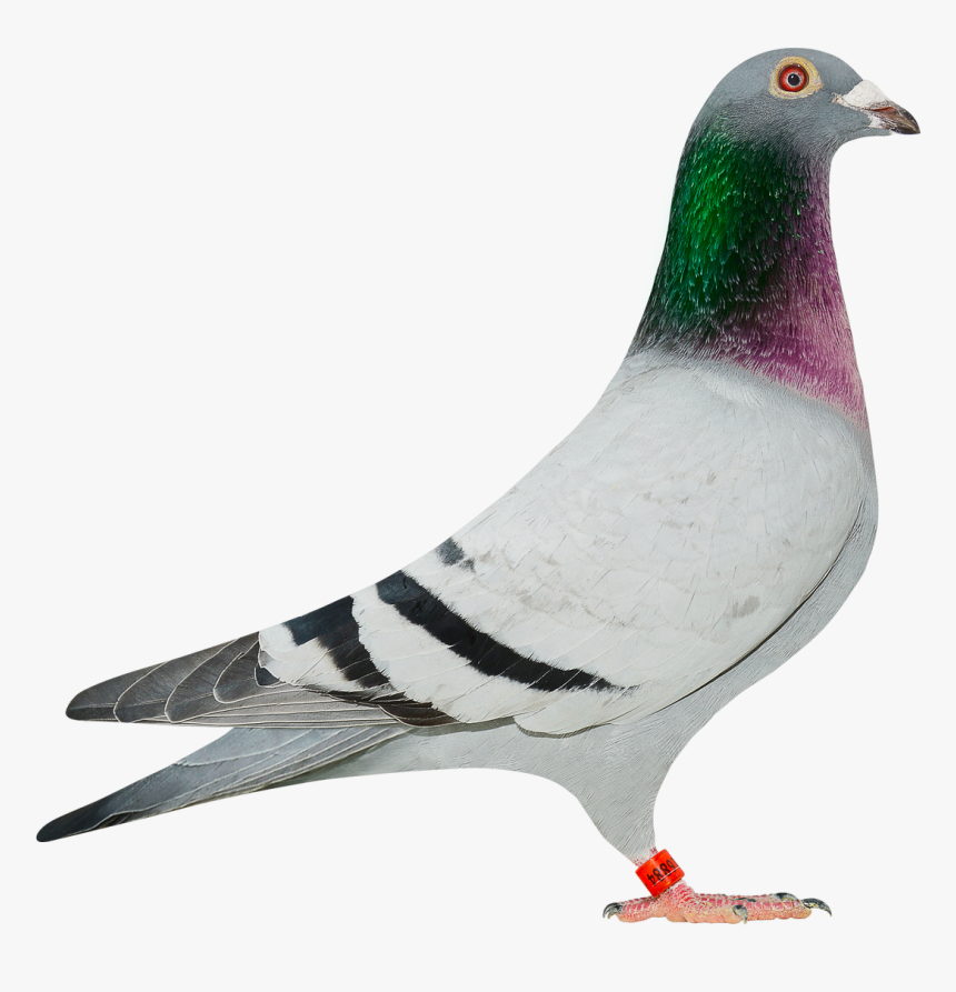 Homing Pigeon Columbinae Rock Dove Stock Dove Bird - Hooymans Harry Birdy, HD Png Download, Free Download