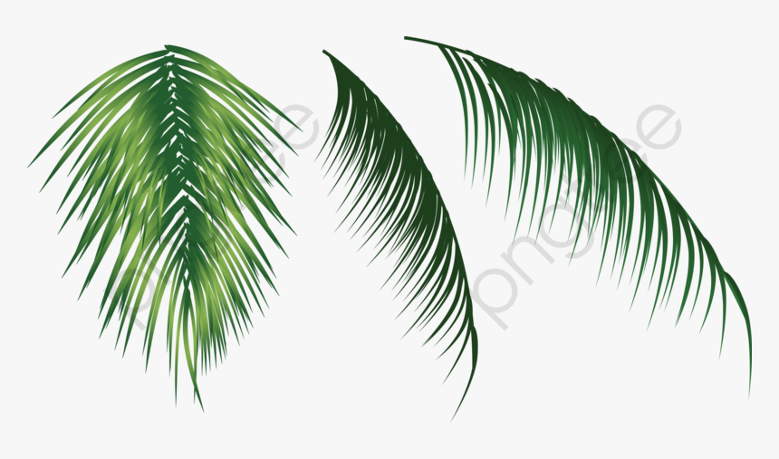 Coconut Leaves Clipart - Coconut Tree Leaf Png, Transparent Png, Free Download