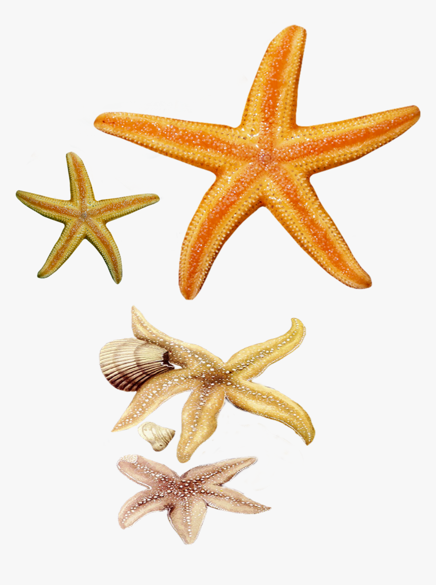 Transparent Star Fish Png - Real Life Sea Animals, Png Download, Free Download