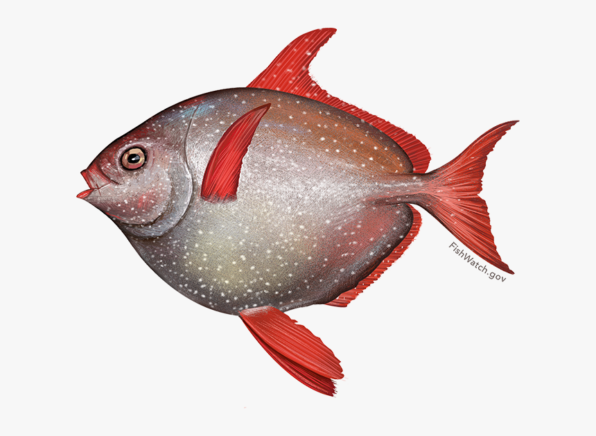 Illustration Of An Opah - Opah Noaa, HD Png Download, Free Download