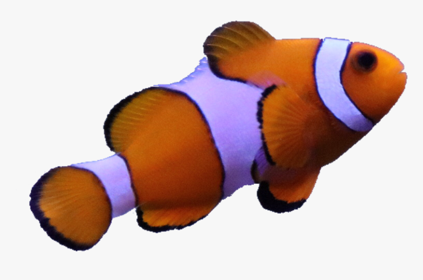 Fish Anemone Nimo Real Animal Sea Orange White Fish Hd Png Ocean Transparent Png Kindpng