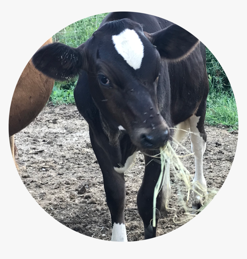 Jennifer Myka - Cow - Dairy Cow, HD Png Download, Free Download