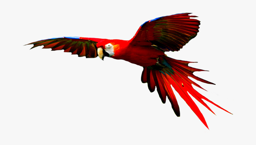 Png Transparent Images All - Colorful Flying Birds Png, Png Download, Free Download