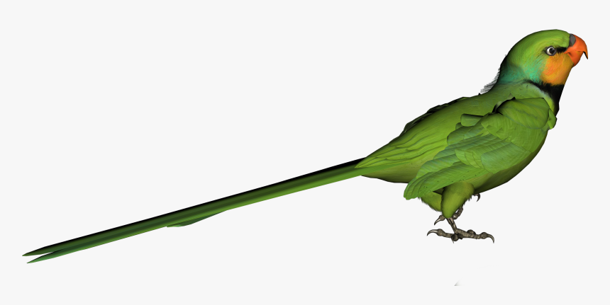 Green Parrot Png Clipart Picture - Parakeet, Transparent Png, Free Download
