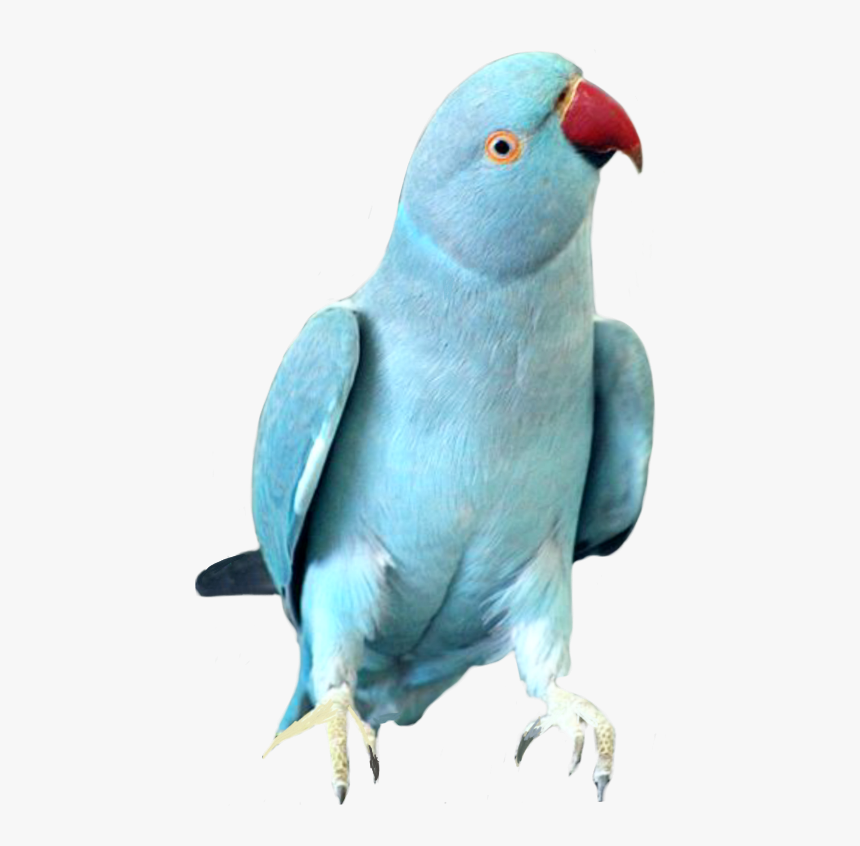 Indian Ringneck Parrot , Png Download, Transparent Png, Free Download