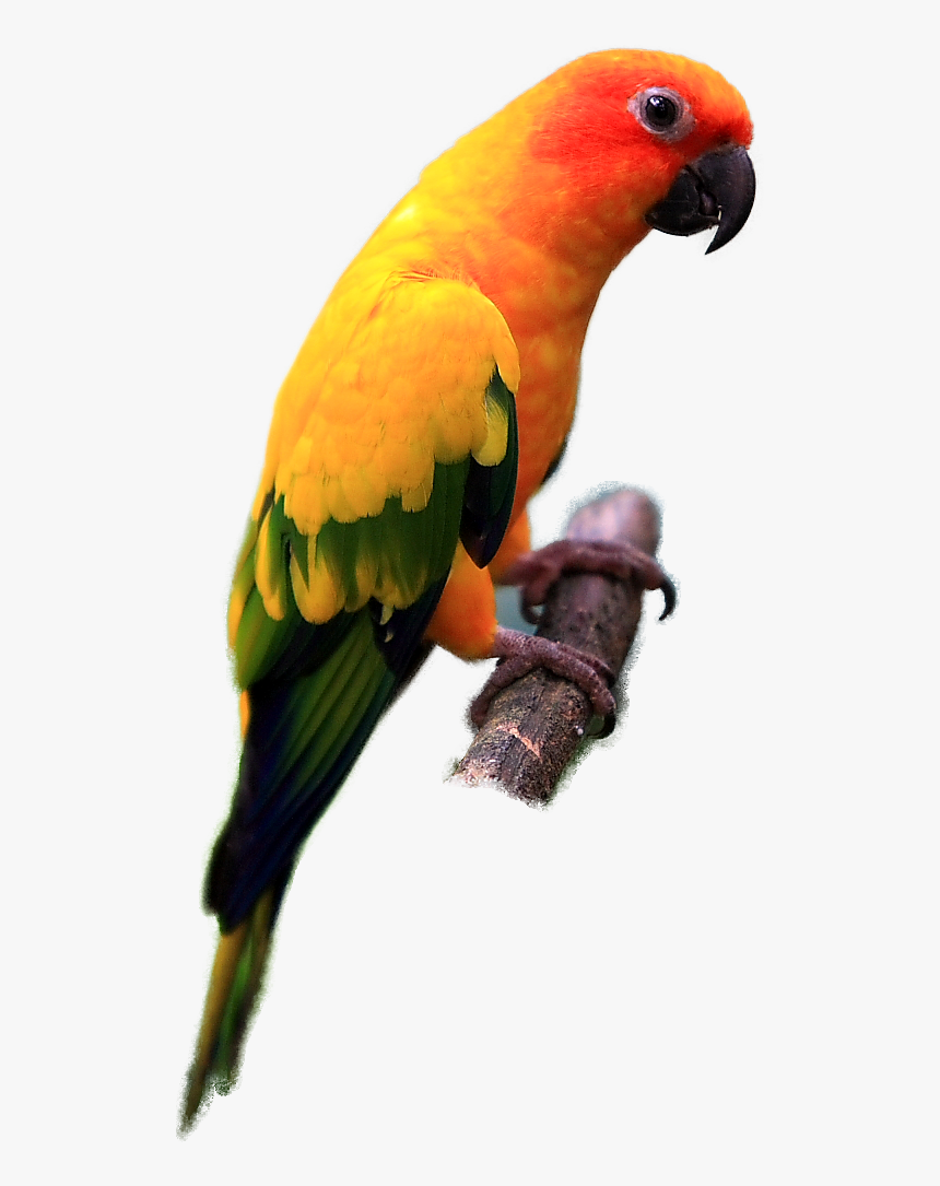 Parrot Sun Conure Png - Sun Conure Bird Png, Transparent Png, Free Download