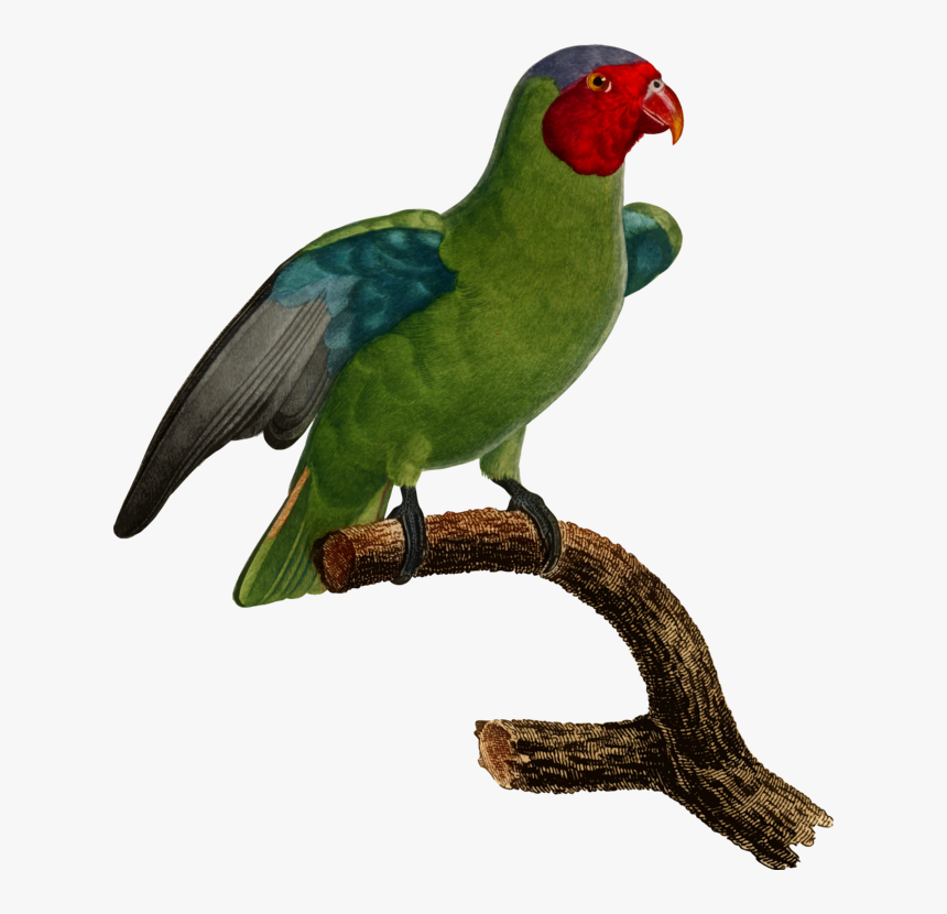 Budgerigar Parrot Lovebird Parakeet - Carolina Parakeet Transparent, HD Png Download, Free Download