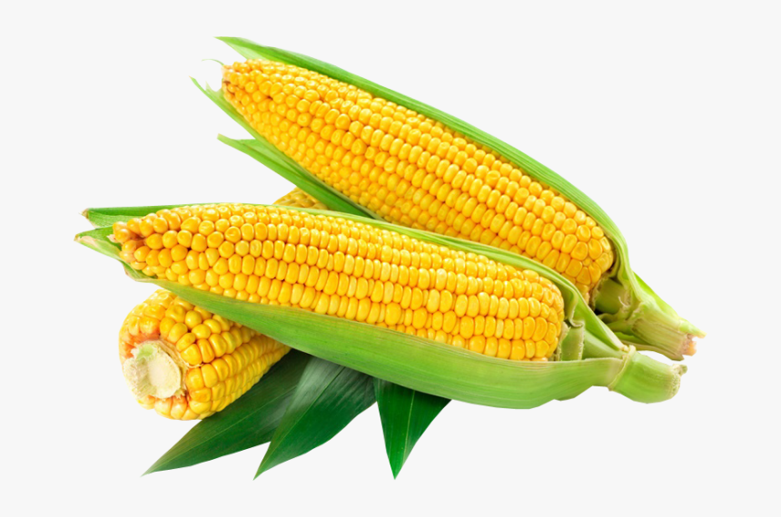 Corn me. Кукуруза. Кукуруза без фона. Кукуруза на белом фоне. Вареная кукуруза баннер.