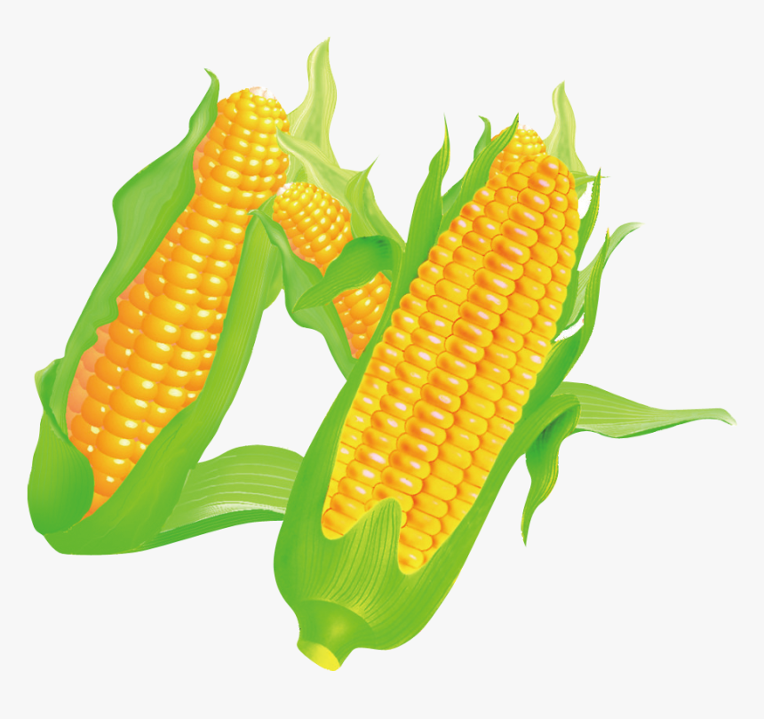 Corn On The Cob Maize Food - Maize, HD Png Download, Free Download