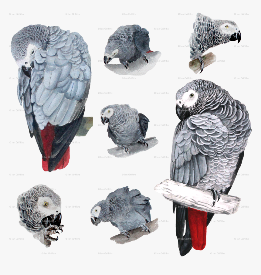 African Grey Parrot Painting, HD Png Download, Free Download