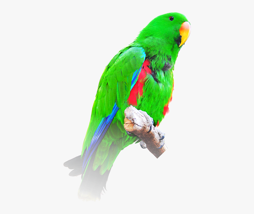 Parrot, HD Png Download, Free Download